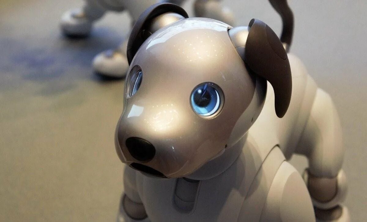 Робот собака смотрит. Робот собака aibo. сони айбо. робот aibo от sony. сони айбо собака.