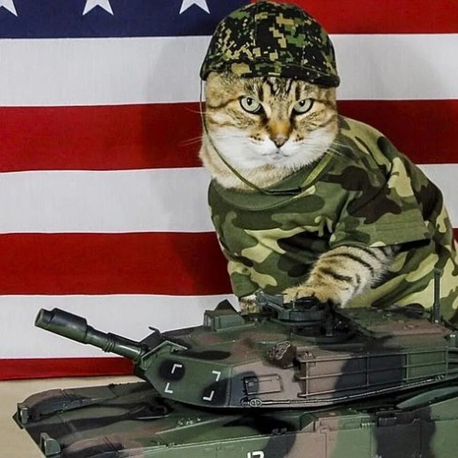 Army cat