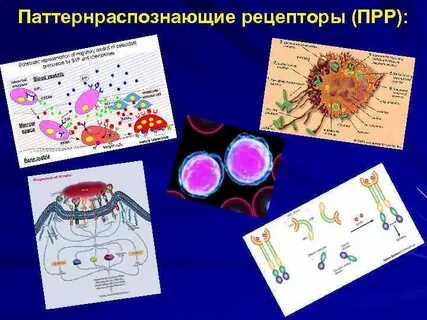 Распознают патогены