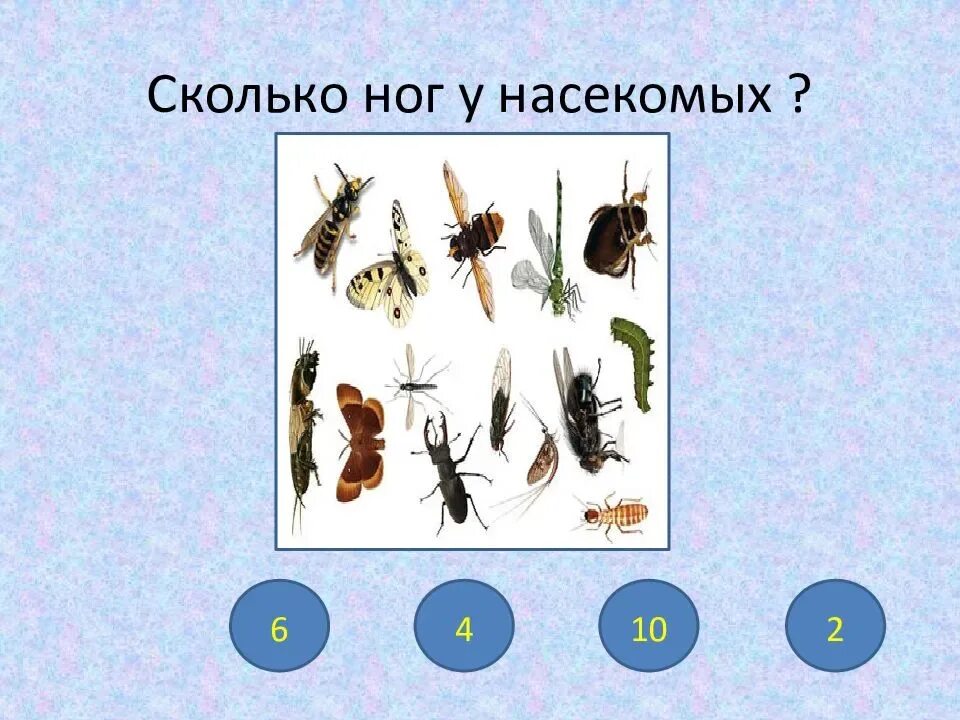 Сколько коне. Сколько ног у насекомых. сколько у насекомых гог. количество конечностей у насекомых. три пары ног у насекомых.