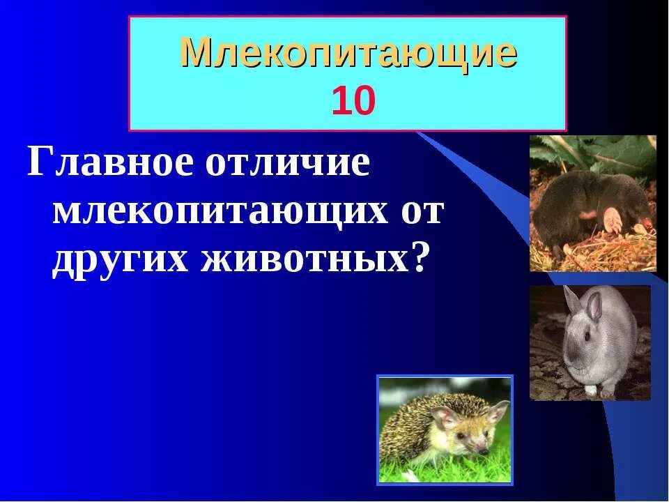 Чем отличается животное от млекопитающего