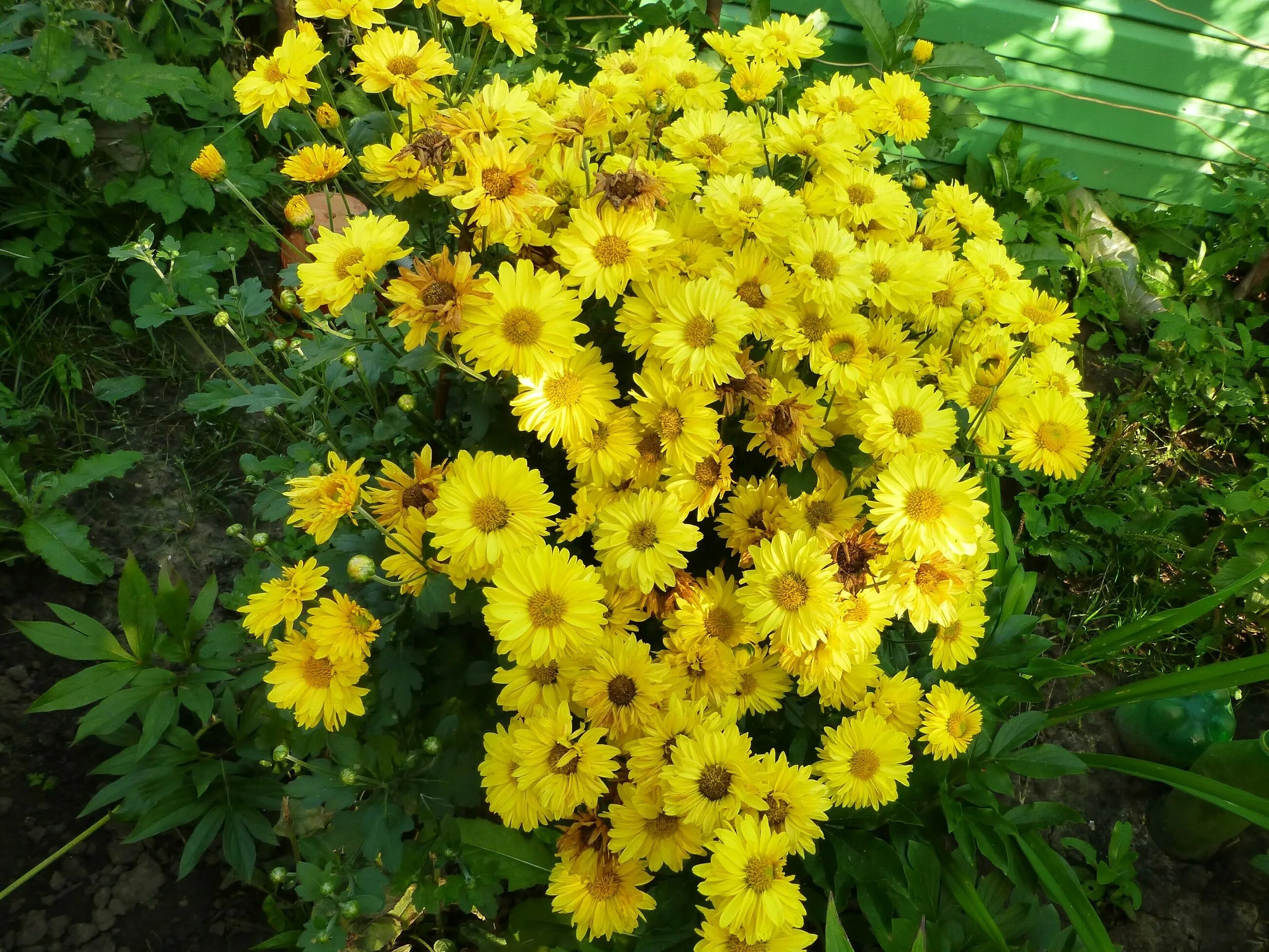 Хризантема бранбич санни. Хризантема мультифлора эльф. Хризантема аксима еллоу. Хризантема мультифлора yellow. Хризантема мультифлора эльф еллоу.