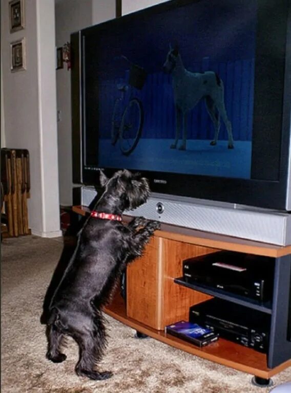 Животные и телевизор. Собачка и телевизор. Собака возле телевизора. Смешной телевизор.