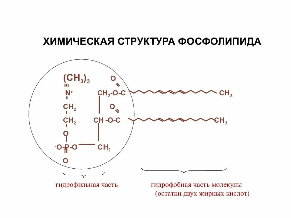 Химическая структура фосфолипидов. Фосфолипиды строение биохимия. Строение фосфолипидов биохимия. Гидрофильные и гидрофобные части фосфолипидов.