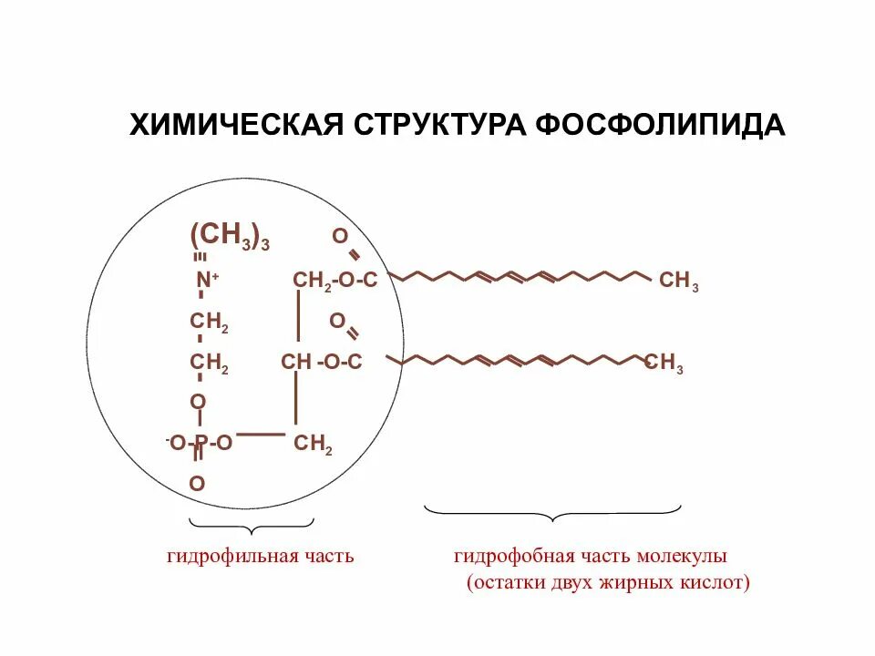 Гидрофильные головки фосфолипидов. Фосфолипиды строение биохимия. фосфолипиды в мембране. строение фосфолипидов биохимия.