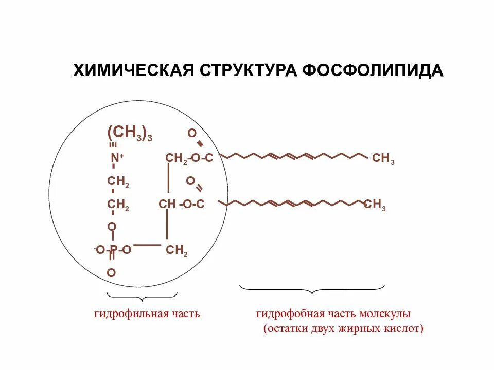 Строение фосфолипида. Химическая структура фосфолипидов. Фосфолипиды строение биохимия. Строение фосфолипидов биохимия. Гидрофильные и гидрофобные части фосфолипидов.