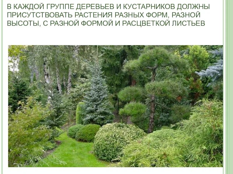 Композиция деревьев и кустарников. Композиция деревьев и кустарников