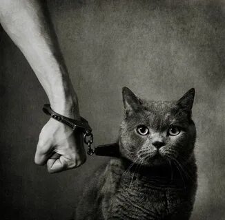 Кроме людей кошка