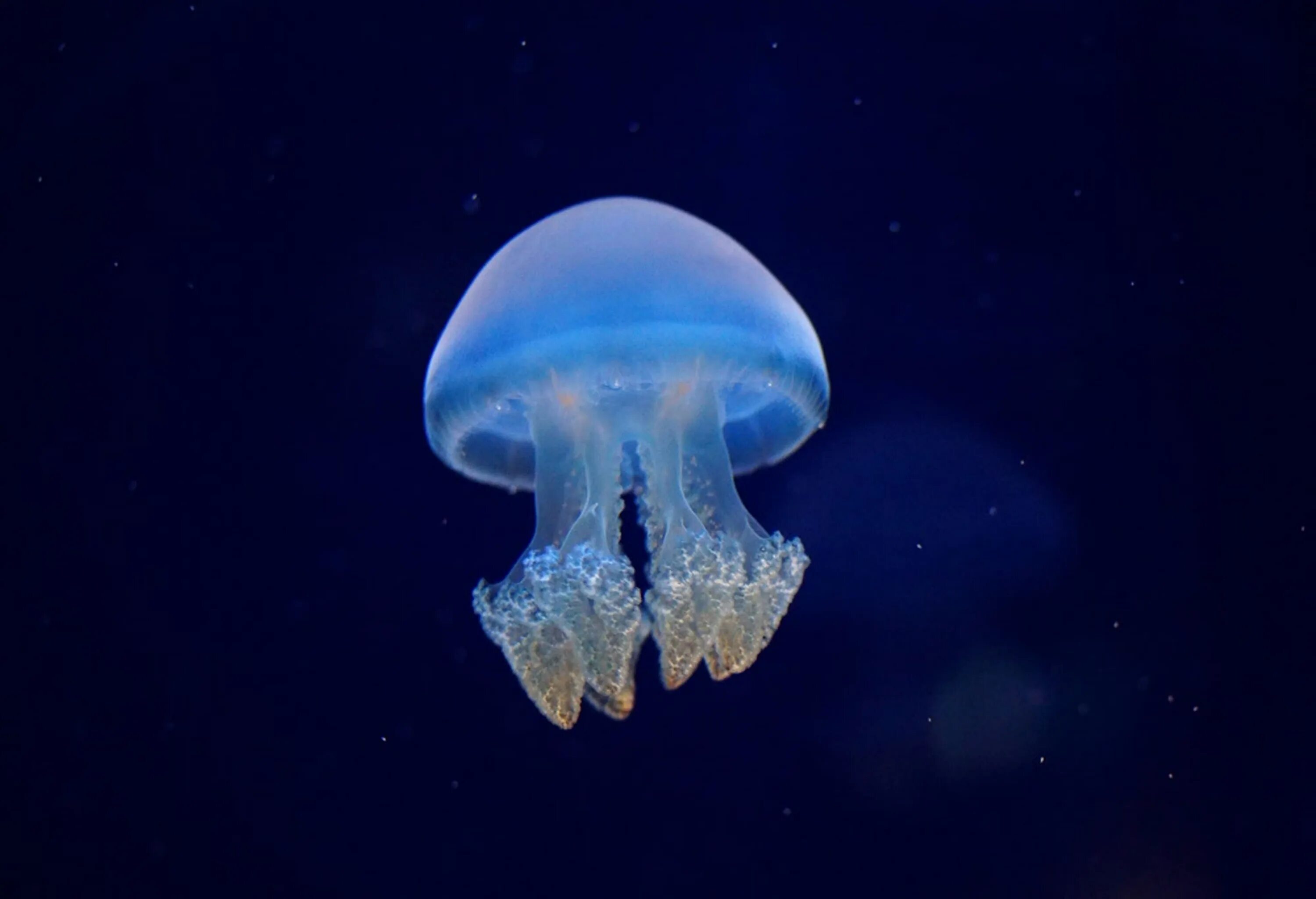 Медузы cnidaria. Сцифоидные медузы. Медуза вики. Кишечнополостные медузы. Сцифоидная медуза бентос.