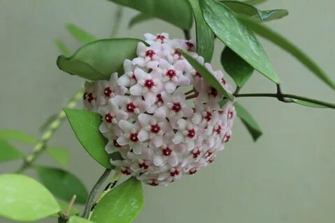 Хойя карноза