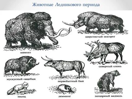 Животные 4 периода