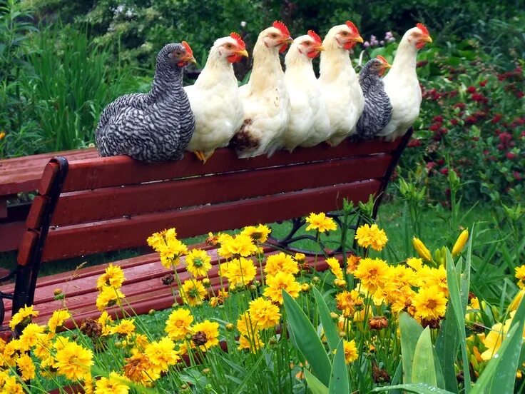 Your chickens. Домашняя птица. Куры в огороде. Куры на подворье. Деревенские курочки.