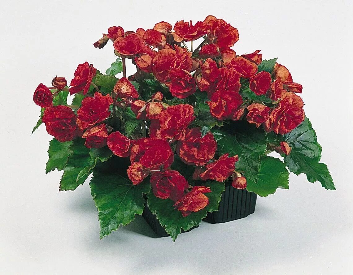 File:Starr 070821-8067 Begonia sp..jpg - Wikimedia Commons