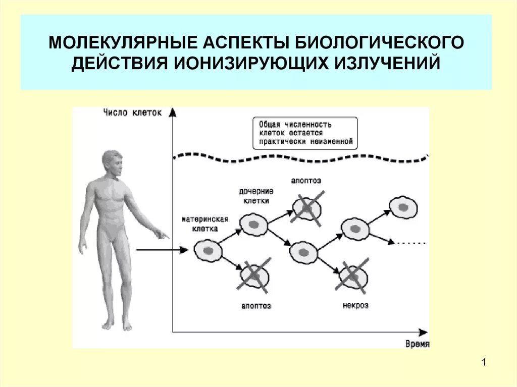 Схема биологического действия ионизирующего излучения на человека. Биологическое действие ионизирующего излучения схема. Основные реакции организма на действие ионизирующего излучения.. Биологическое действие ионизирующих излучений схема. Ионизирующие воздействия радиации