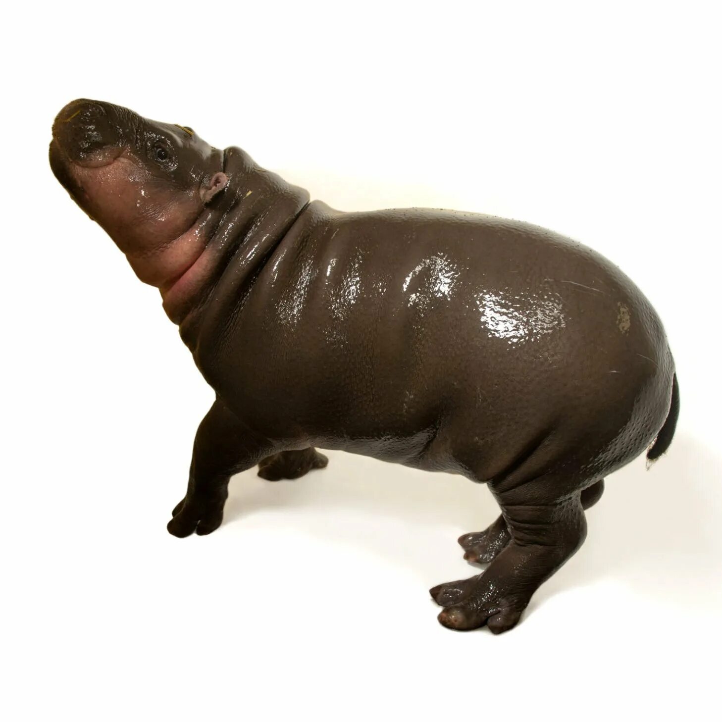 Мини бегемот. Hexaprotodon liberiensis. критский карликовый бегемот. мини бегемотик домашний.