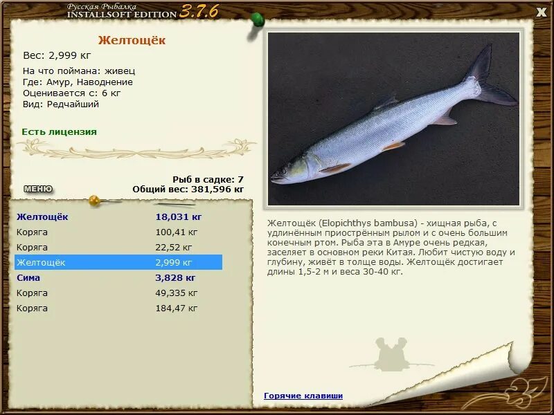 русская рыбалка 376. желтощек амурский. желтощек реальная рыбалка. желтощек где ловится. голец арктический реальная рыбалка.