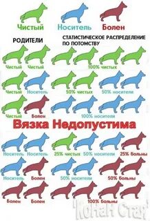 Собаки мдр 1