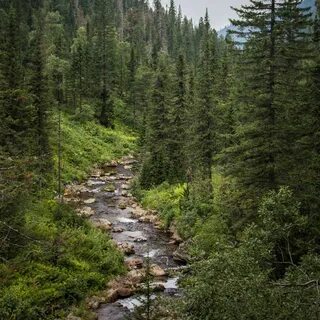 Леса бурятии