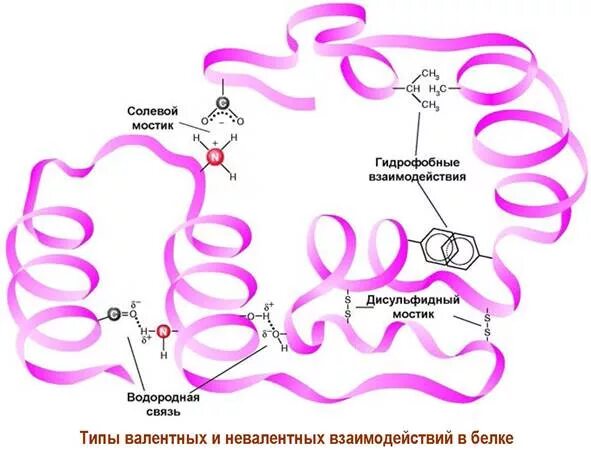 Образование дисульфидной связи. Связи в волосе водородная ионная дисульфидная. Дисульфидная связь в структуре белка. Дисульфидная связь в белках в волосе. Водородные связи в волосах.