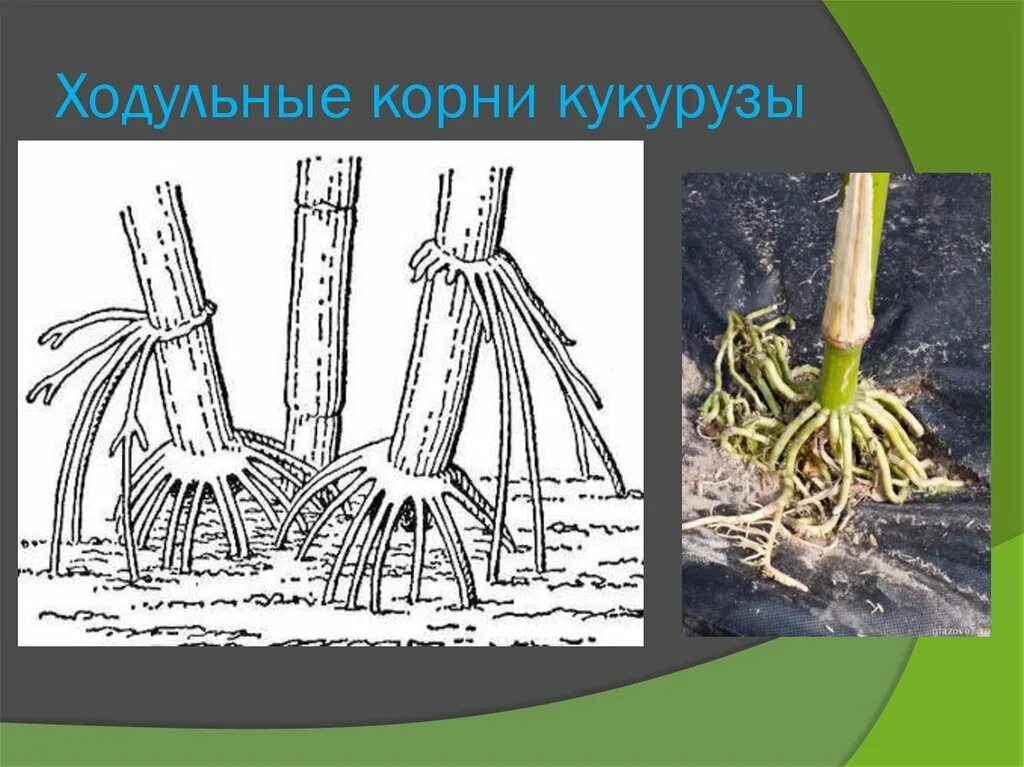 Видоизменения корня ходульные корни. Ходульные корни корни растений. Ходульные корни кукурузы. Корни подпорки и ходульные корни.