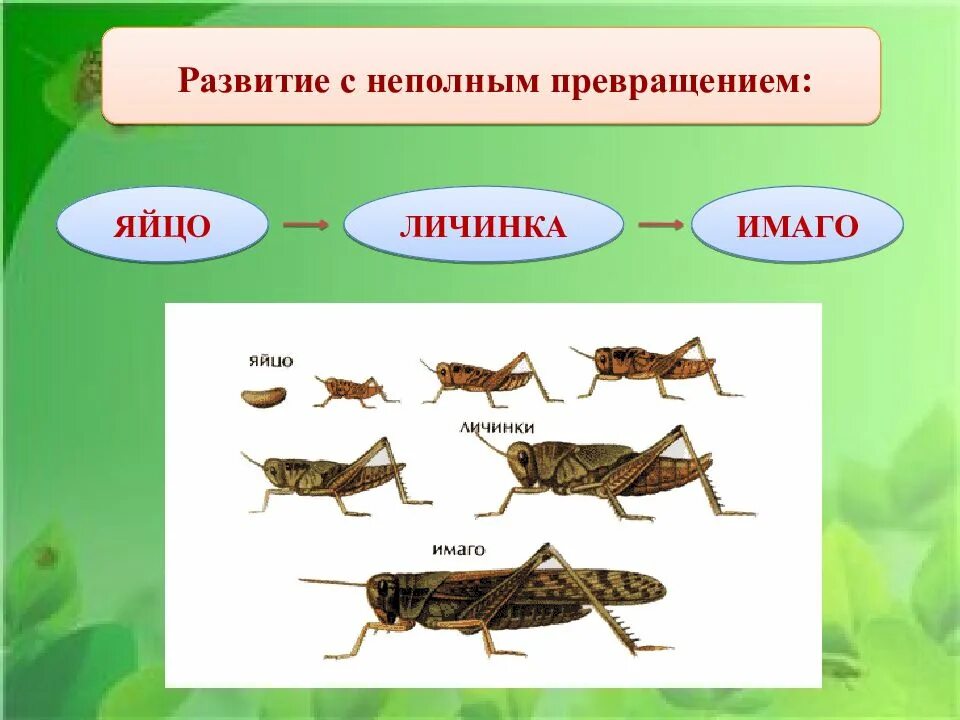 Неполное превращение личинка. Развитие кузнечика с неполным превращением. цикл развития насекомых с неполным превращением. фазы развития насекомого с полным превращением. развитие с неполным превращением у насекомых.