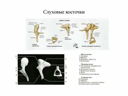 Слуховые косточки это