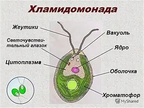Функция жгутика у хламидомонады
