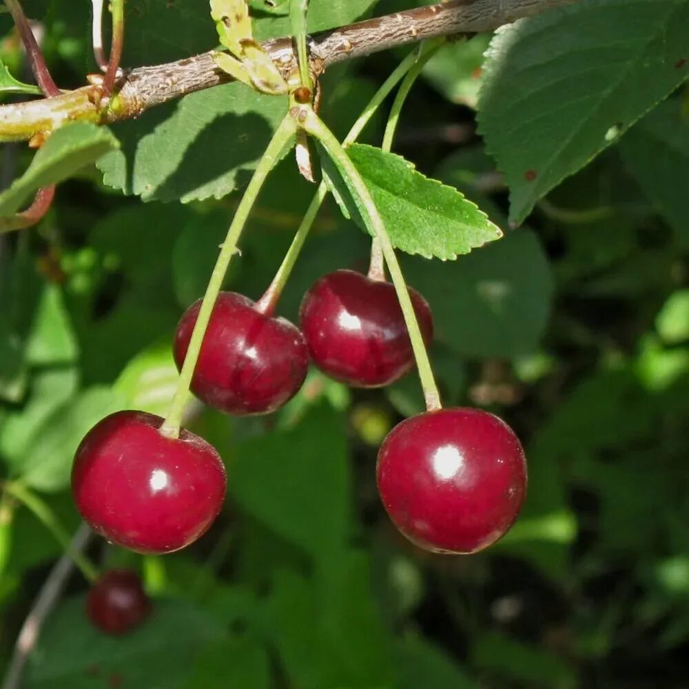 Какая вишня самая сладкая и крупная. Вишня Cerasus vulgaris. Вишня сорт гриот Московский. Вишня гриот Московский дерево. Вишня гриот белорусский.