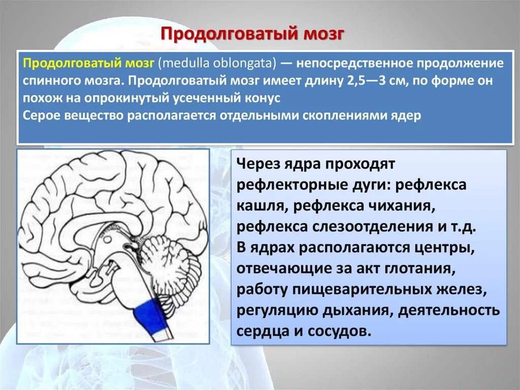 Каковы функции продолговатого. Продолговатый мозг. Продолговаватый мсмогз. Продолговатый мозг в мозге. Продолговатый мозг строение.