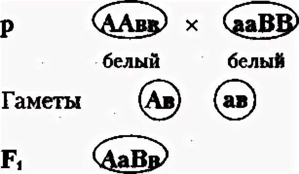 Гетерозиготную курицу с гребнем и голыми