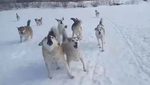 Отбился от стаи