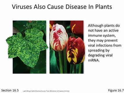 Plant viruses