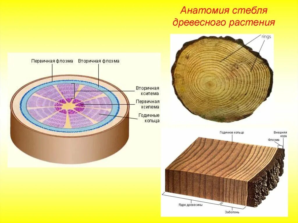 Древесные стебли образуются у. Годичные кольца строение. Древесный стебель годичные кольца. Анатомия стебля древесных растений. Древесина в стебле древесных растений.
