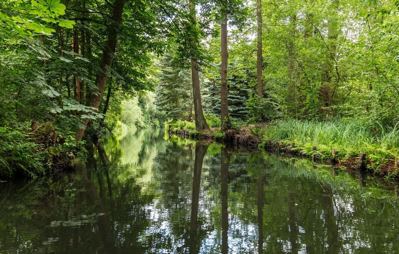 В лесу есть речки. Шпреевальд германия. река в лесу. лесная река. лесная речка в лесу.