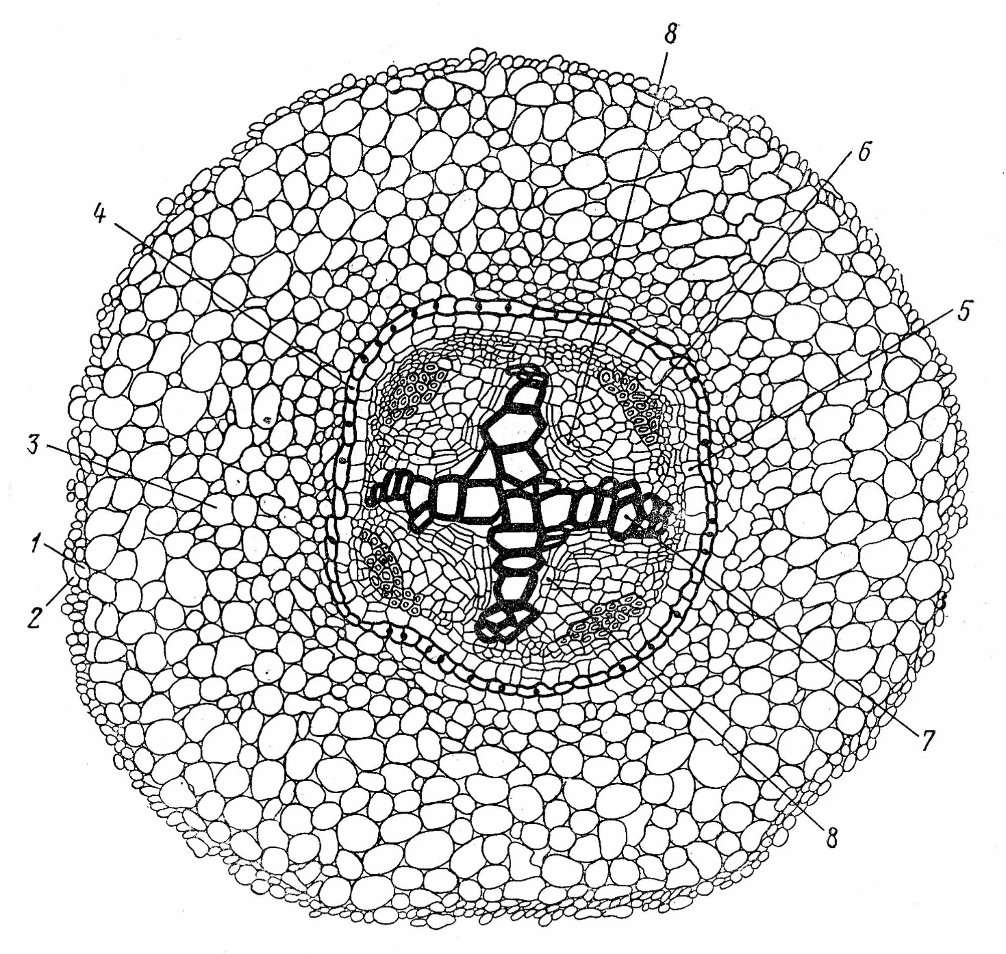 основная ткань паренхима. поперечные срезы растений. запасающая ткань паренхима. поперечный срез листа сфагнума. строение стебля двудольного срез.