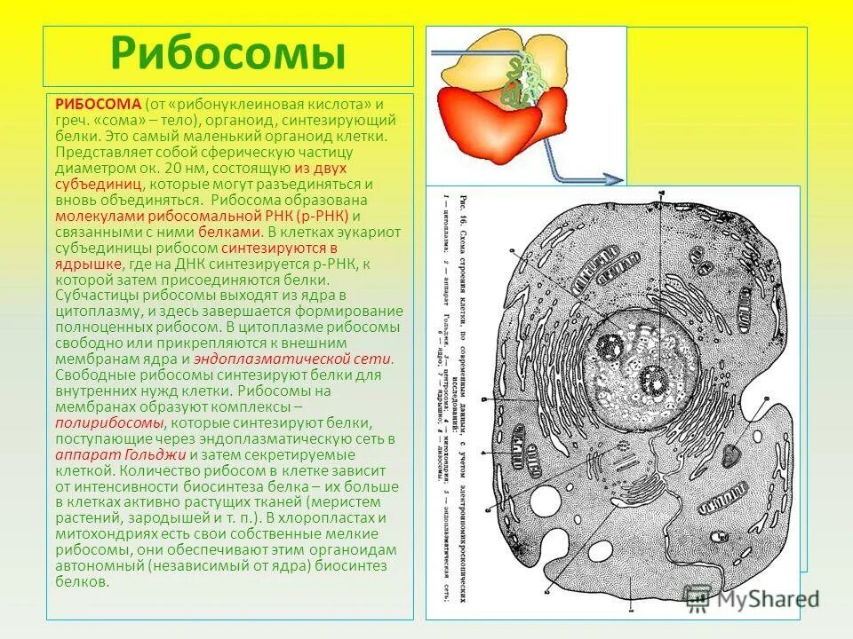 Биосинтез белка митохондрии