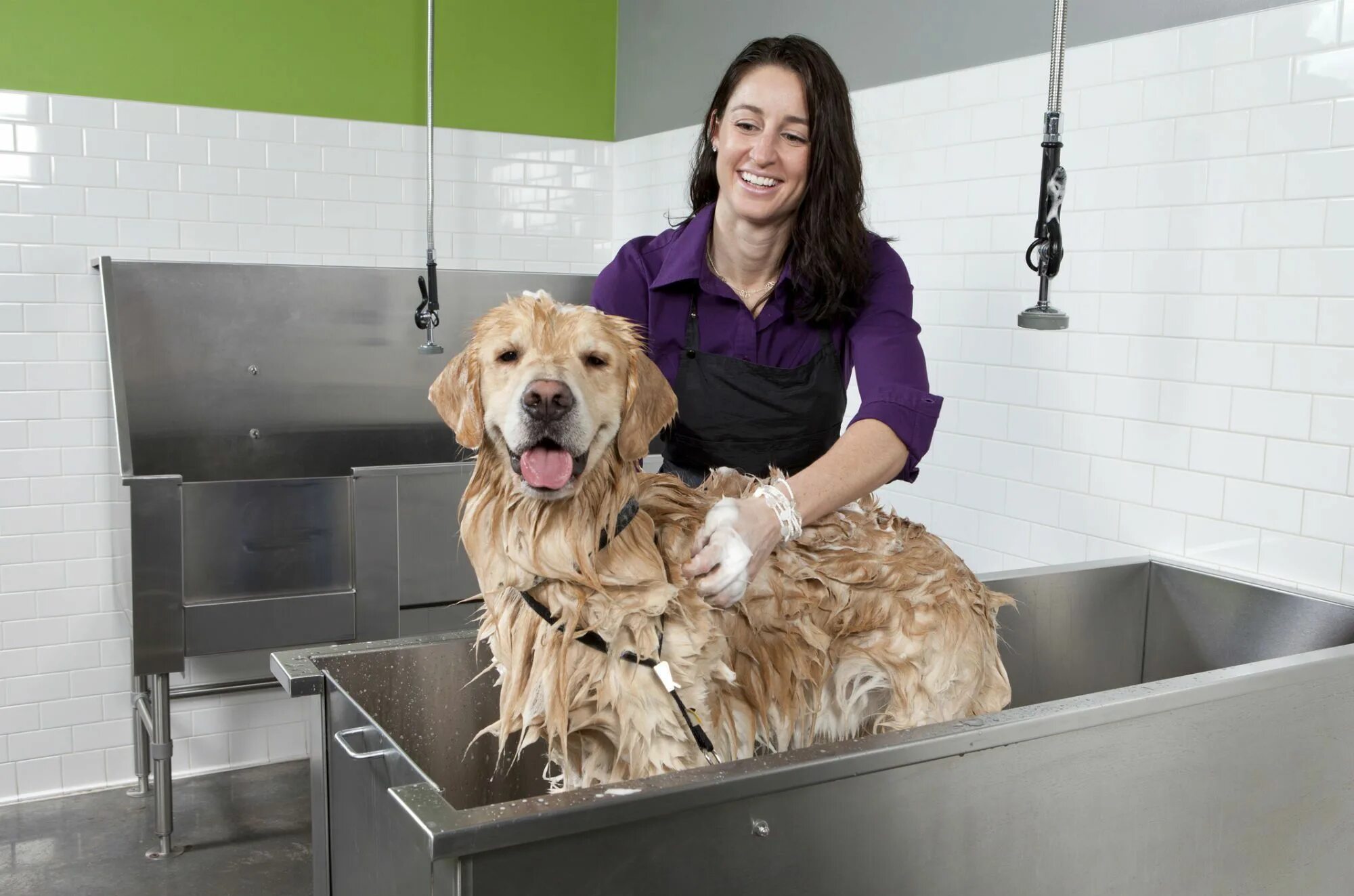 Pet Wash (мойка питомцев). Мытье собаки. Мытье собаки в салоне. Мойка для собак.