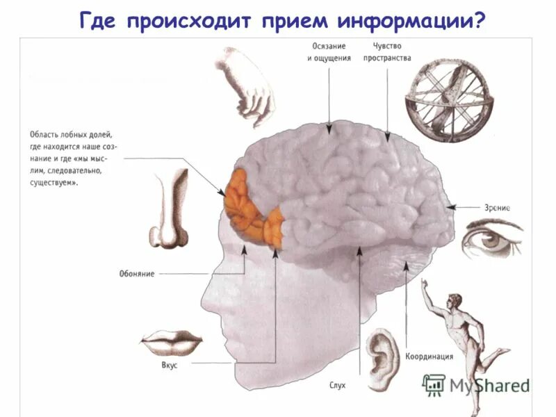 Мозг представляет собой. Развитие мозга для презентации. эволюция коры головного мозга. воспаление коры головного мозга. эволюция мозга человека в будущем.