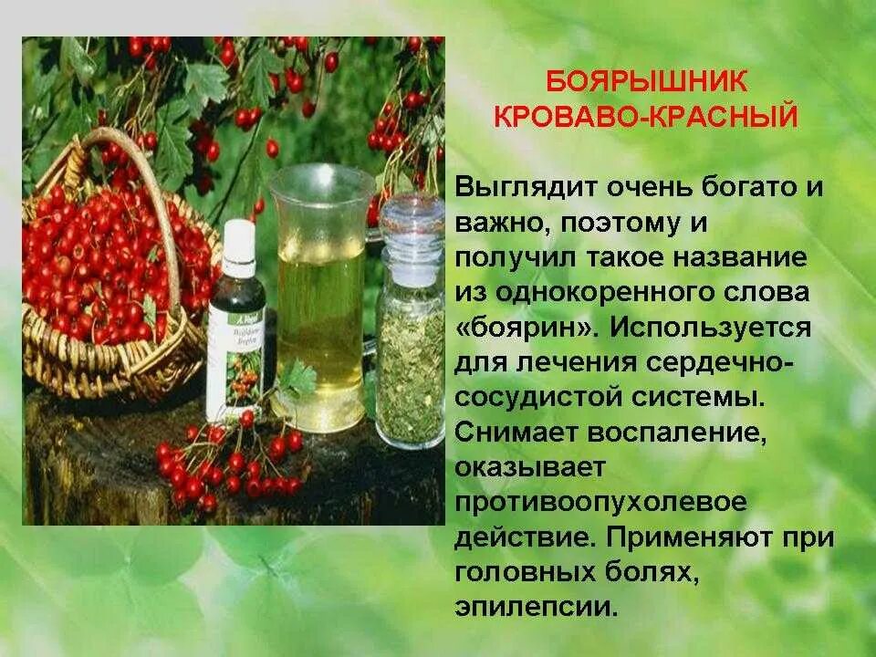 Для чего используется боярышник. Лекарственные травы боярышник. лечебные растения боярышник. боярышник описание. растения которые нас лечат.