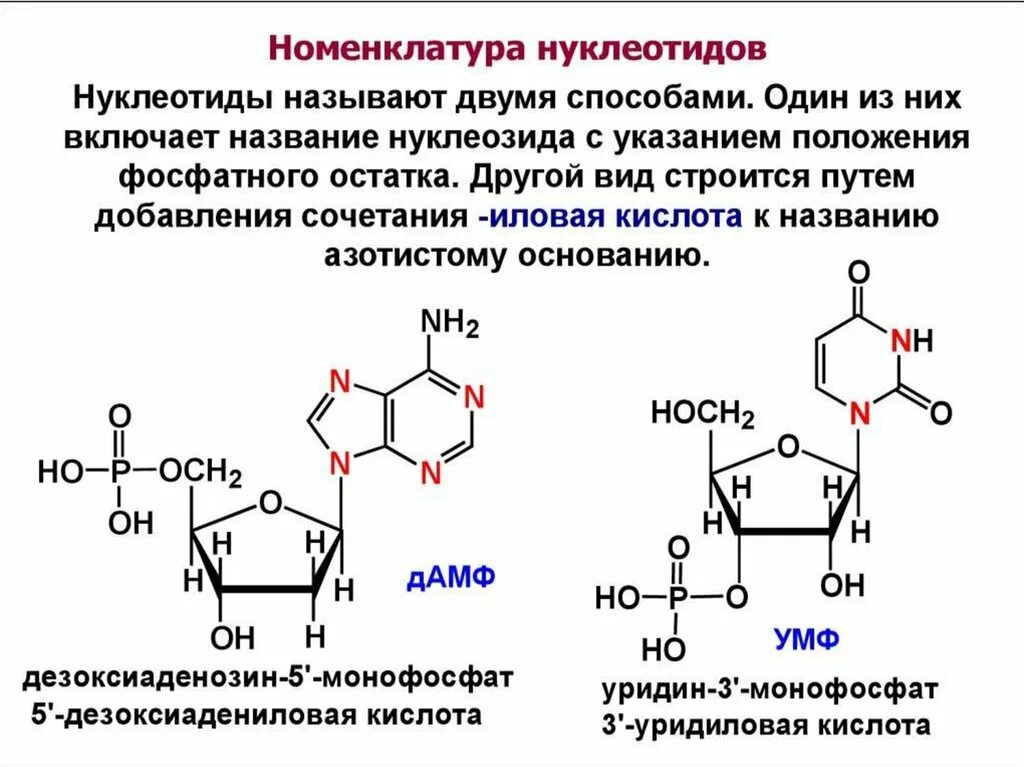 Как называется принцип расположения нуклеотидов. Номенклатура нуклеотидов РНК. Структура нуклеотидных кислот. Нуклеозид и нуклеотид схема.