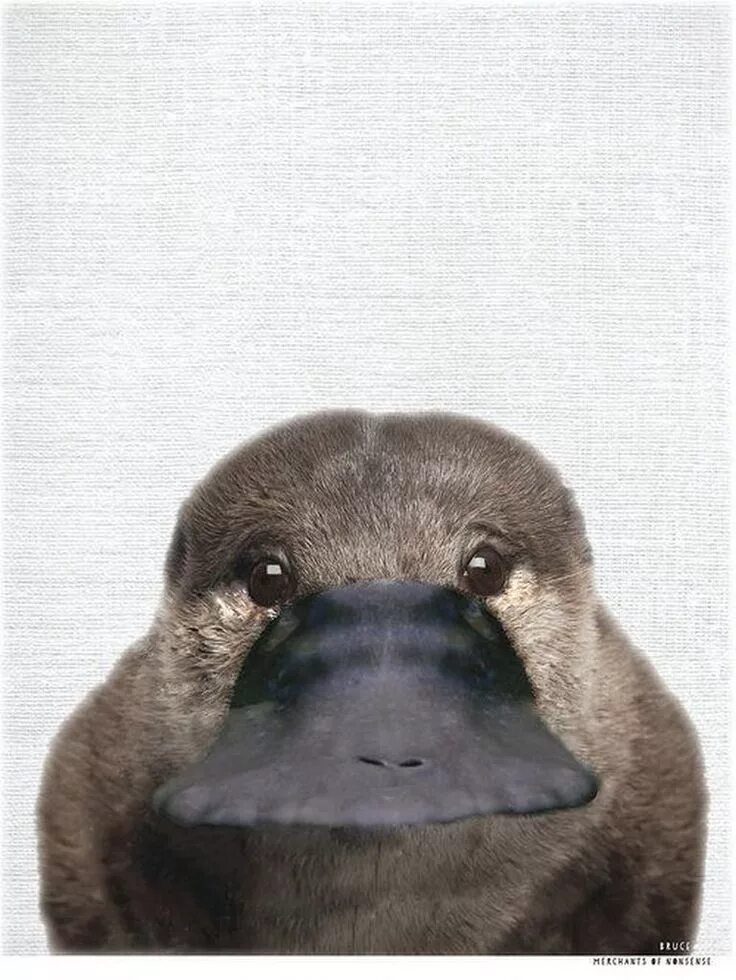 Утканом
