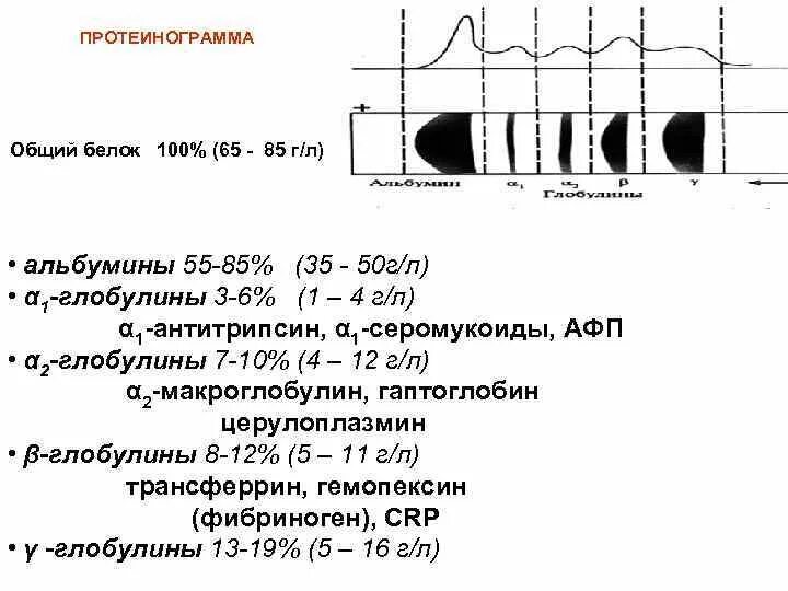 Протеинограмма это