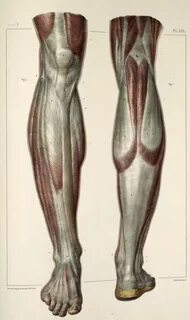 Legs anatomy
