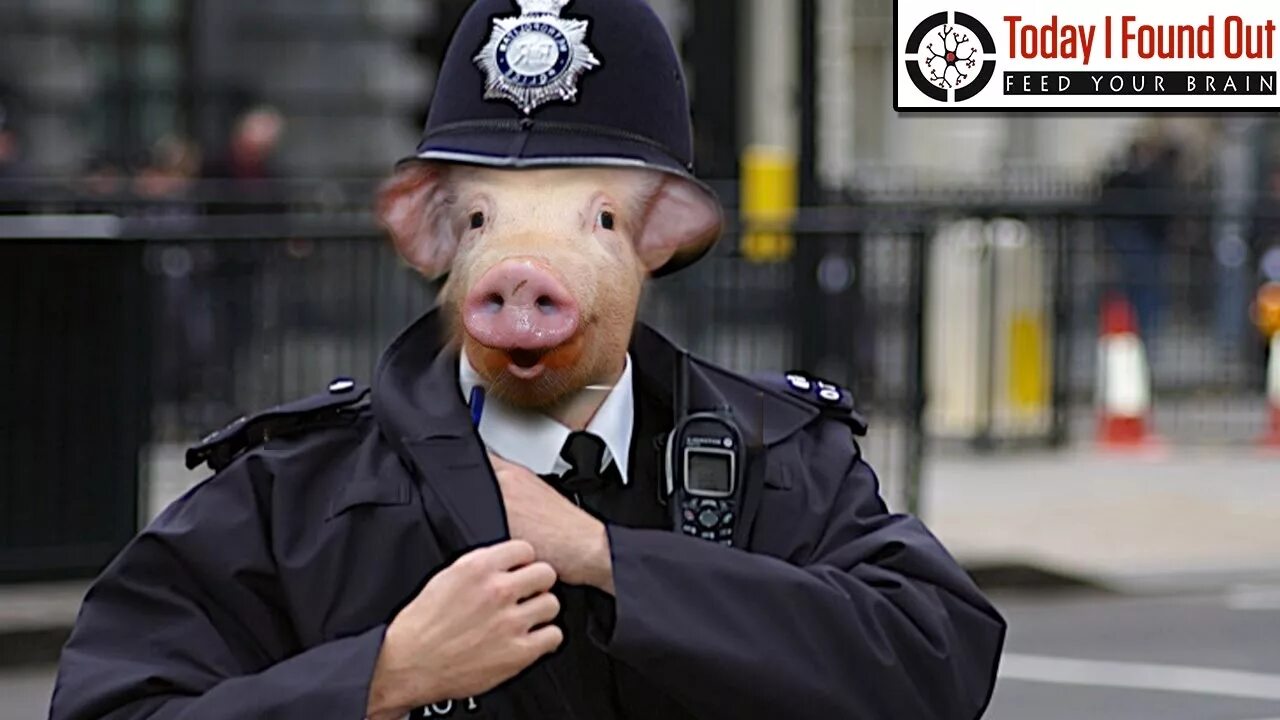 Pig call