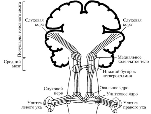 Слуховые стимулы. Центральный отдел слуховой сенсорной системы. Схема строения слуховой сенсорной системы. Слуховой анализатор физиология схема. Проводниковый отдел слухового анализатора.