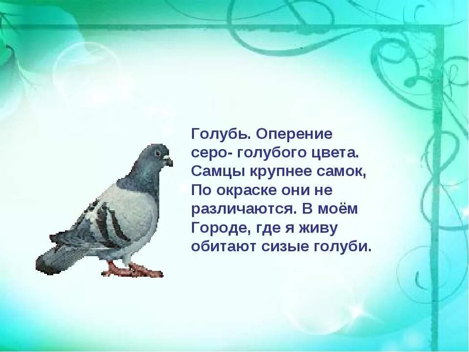 Девиз птиц. Стих про голубя. Загадка про голубя для детей. Стихотворение про голубя для детей. Стихи про птиц голубей.