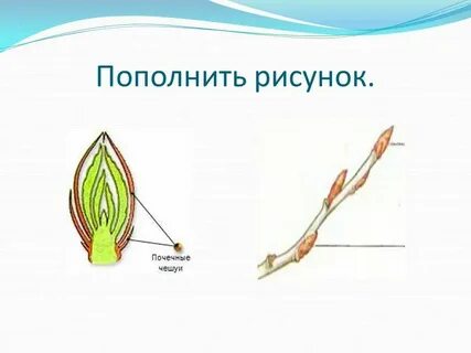 Сравните строение почки и побега сделайте вывод