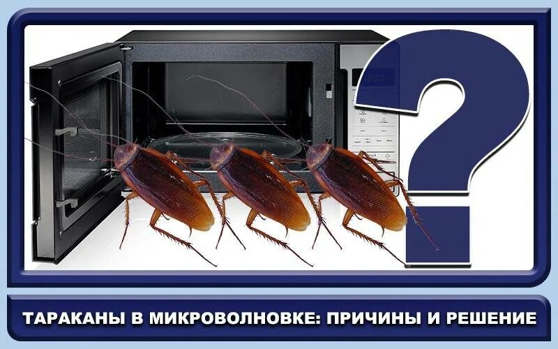 Запах тараканов в квартире. Тараканы в микроволновке. профилактика тараканов. тараканы в бытовой технике.