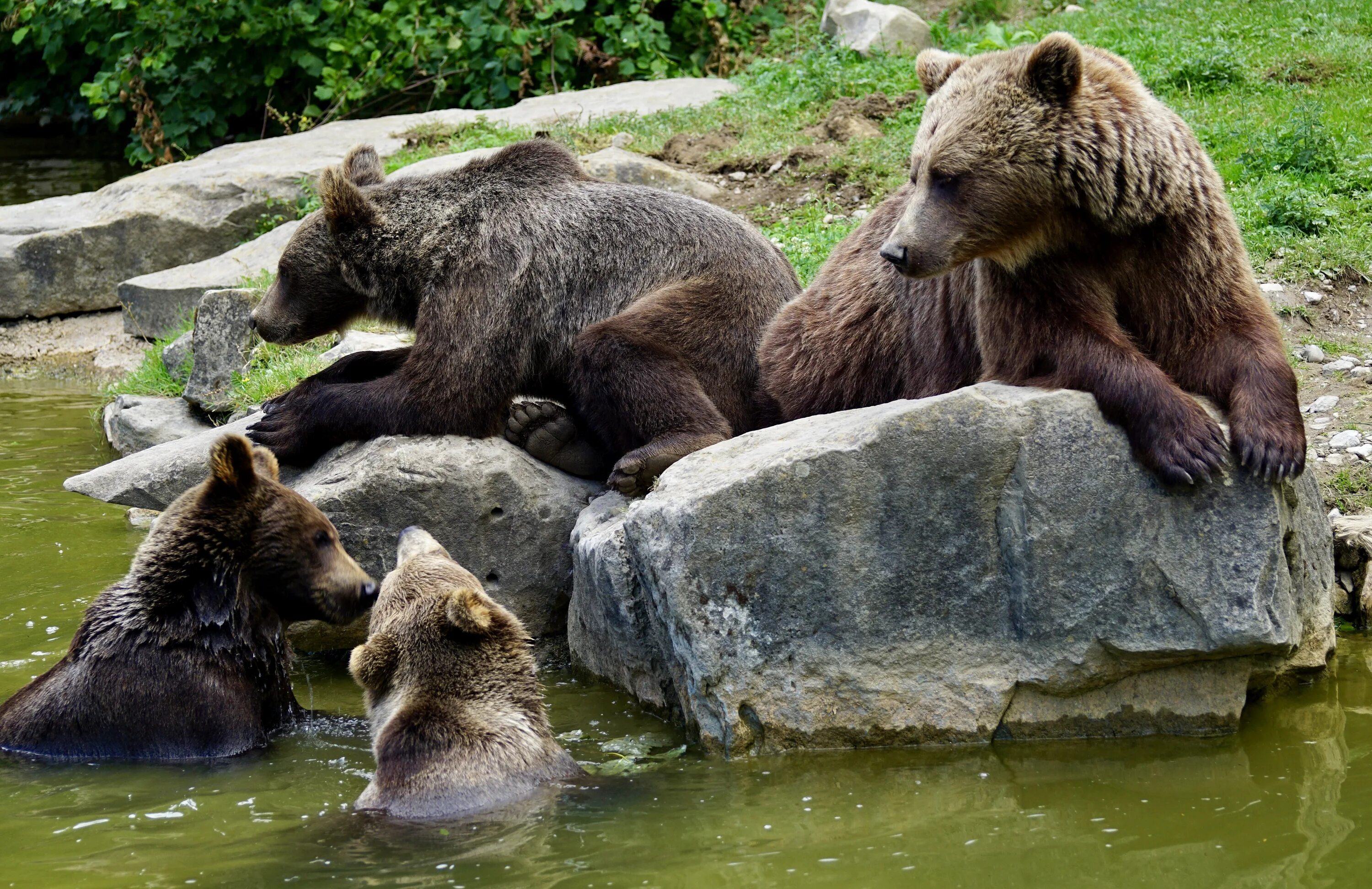 Bear stone. Бурый медведь Пестун. Медведь Гризли семейство. Семейство бурых медведей. Бурый медведь Пестун с медвежатами.