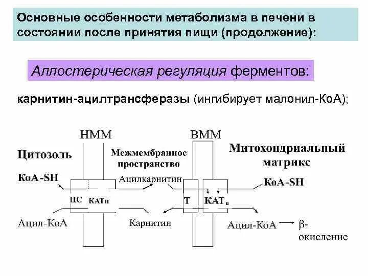 Метаболический путь ферментов. Карнитин ацилтрансфераза 1 регуляция. Аллостерическая регуляция ферментов. Аллостерическая регуляция ферментов биохимия Ленинджера. Особенности метаболизма печени.